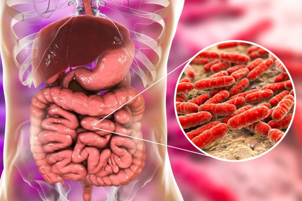 The role of gut bacteria in human health and disease