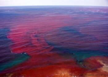 The coastal waters from Vaithikuppam up until the Gandhi statue in Puducherry have become red over the past week