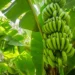 Cavendish banana is under attack from a fungal infection called Panama disease (Fusarium wilt) tropical race 4.