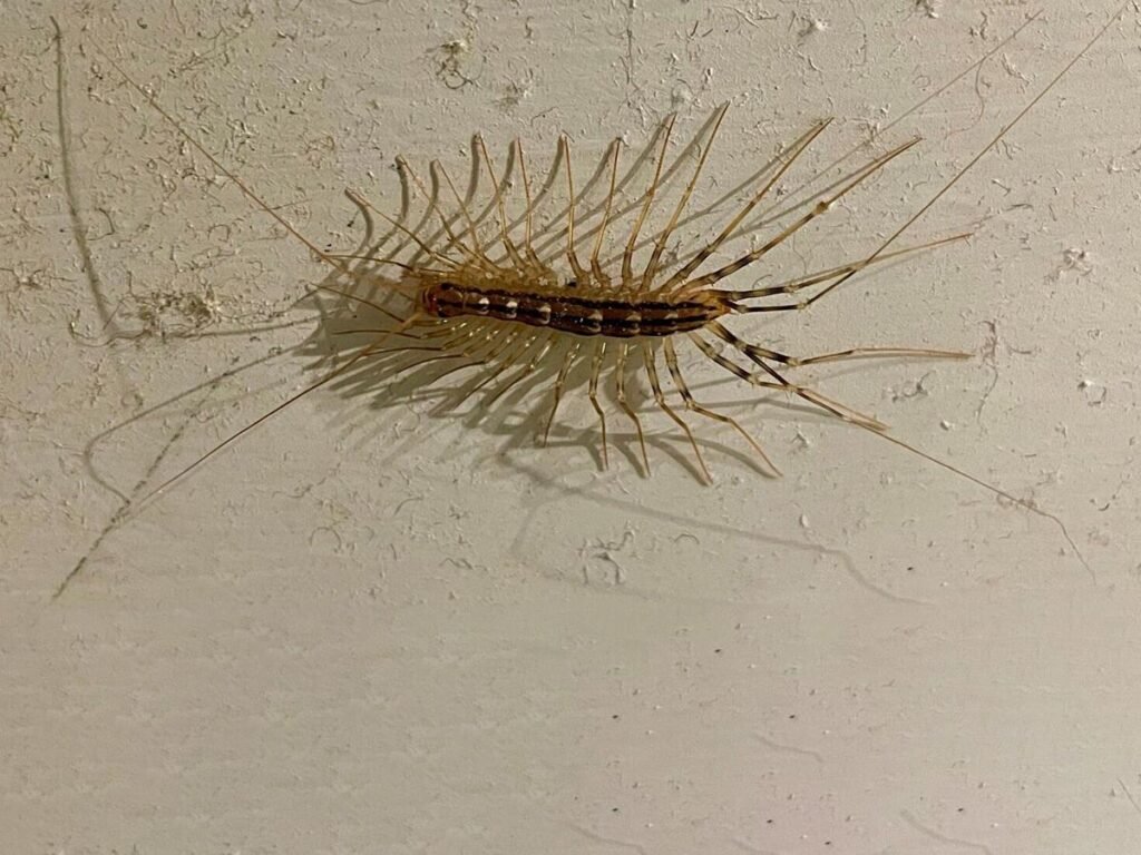 The centipede possesses large bulbous eyes and extremely long legs. While it uses its long front legs to lasso its prey, it uses its fearsome fangs to inject them with venom.