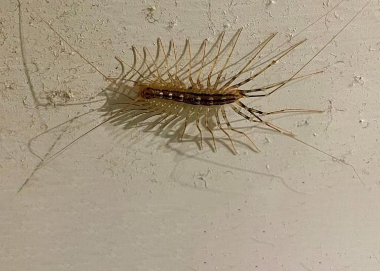 The centipede possesses large bulbous eyes and extremely long legs. While it uses its long front legs to lasso its prey, it uses its fearsome fangs to inject them with venom.