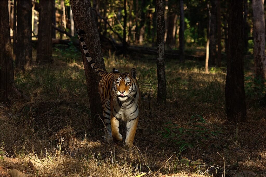 The Pench Tiger Reserve in Maharashtra has been designated as India's first Dark Sky Park and the fifth in Asia, protecting the night sky and preventing light pollution.