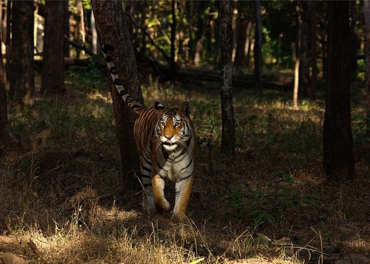 The Pench Tiger Reserve in Maharashtra has been designated as India's first Dark Sky Park and the fifth in Asia, protecting the night sky and preventing light pollution.