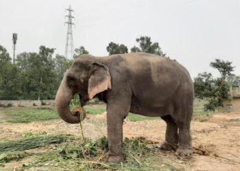 World Animal Protection Approaches Prime Minister to Prevent Elephant Transfer to Delhi from Assam